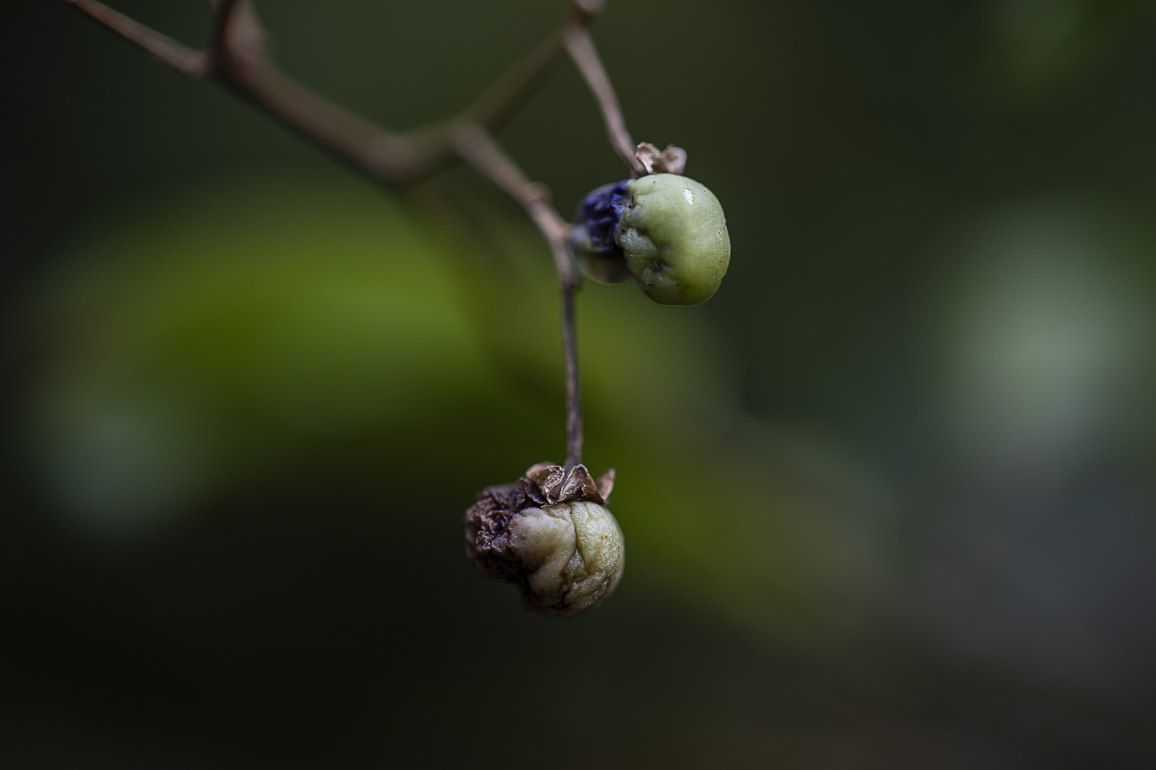 Fruits du faux jasmin 