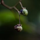 Fruits du faux jasmin 