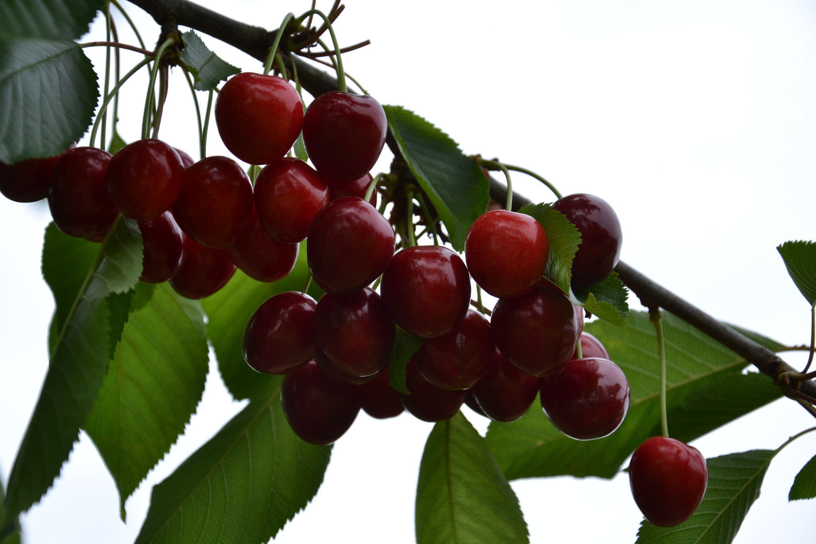 fruits du jardin