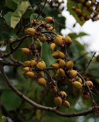 Fruits du paulownia