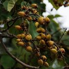 Fruits du paulownia