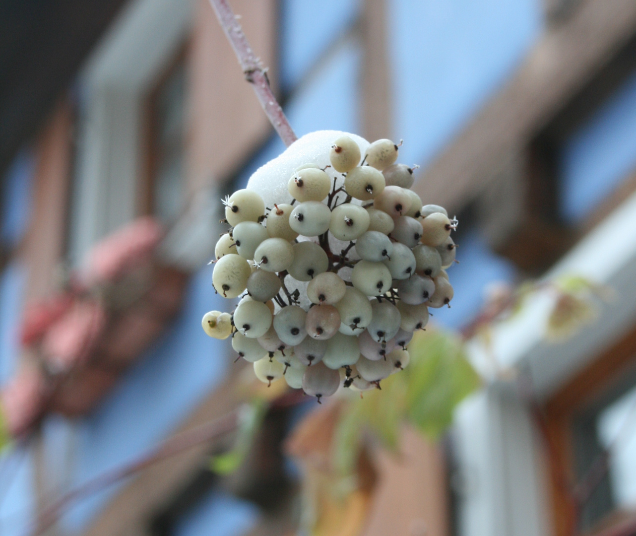 fruits en hiver