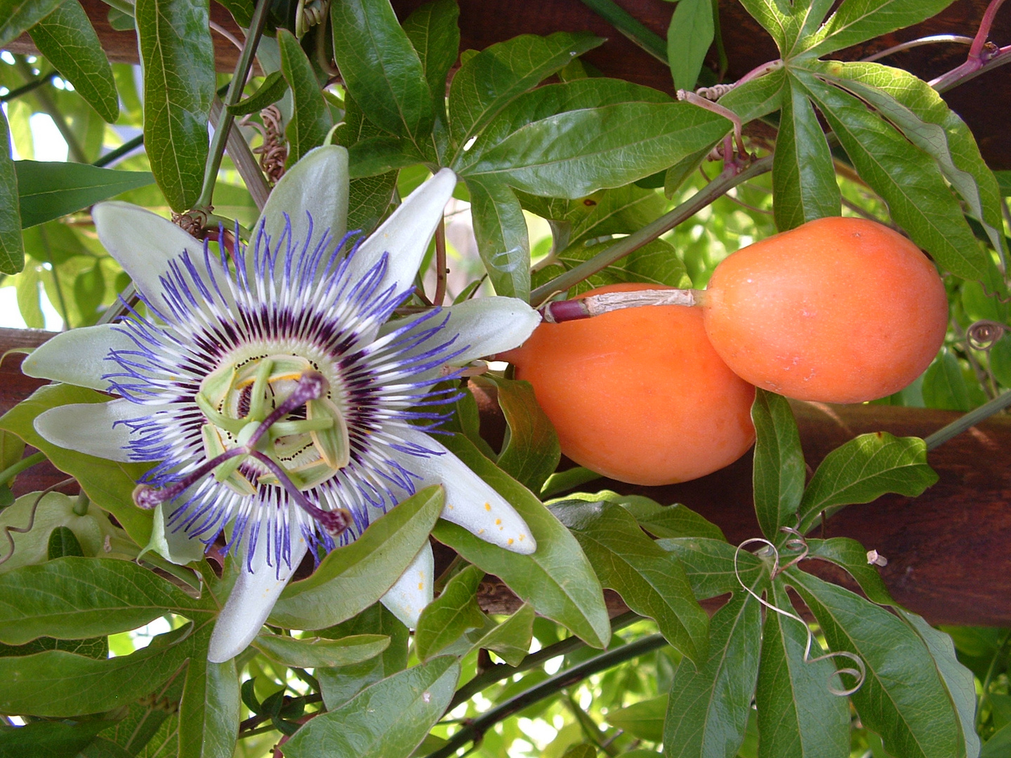 fruits et fleurs de passiflor