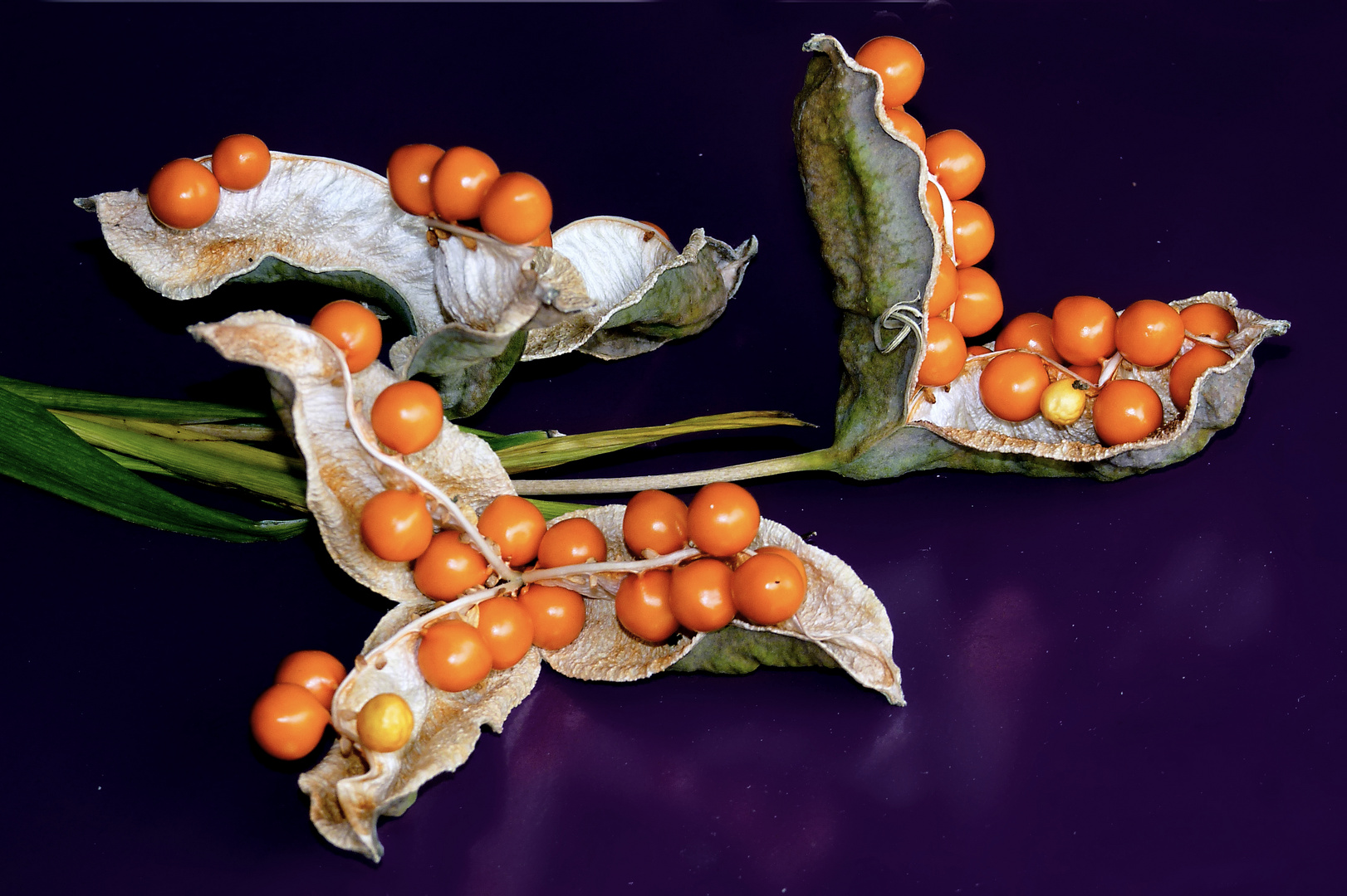 Fruits et graines d'iris fétide