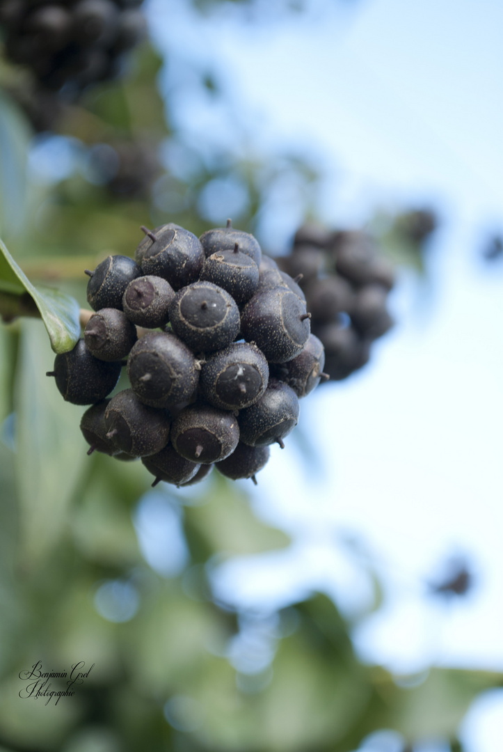 Fruits étranges