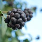 Fruits étranges