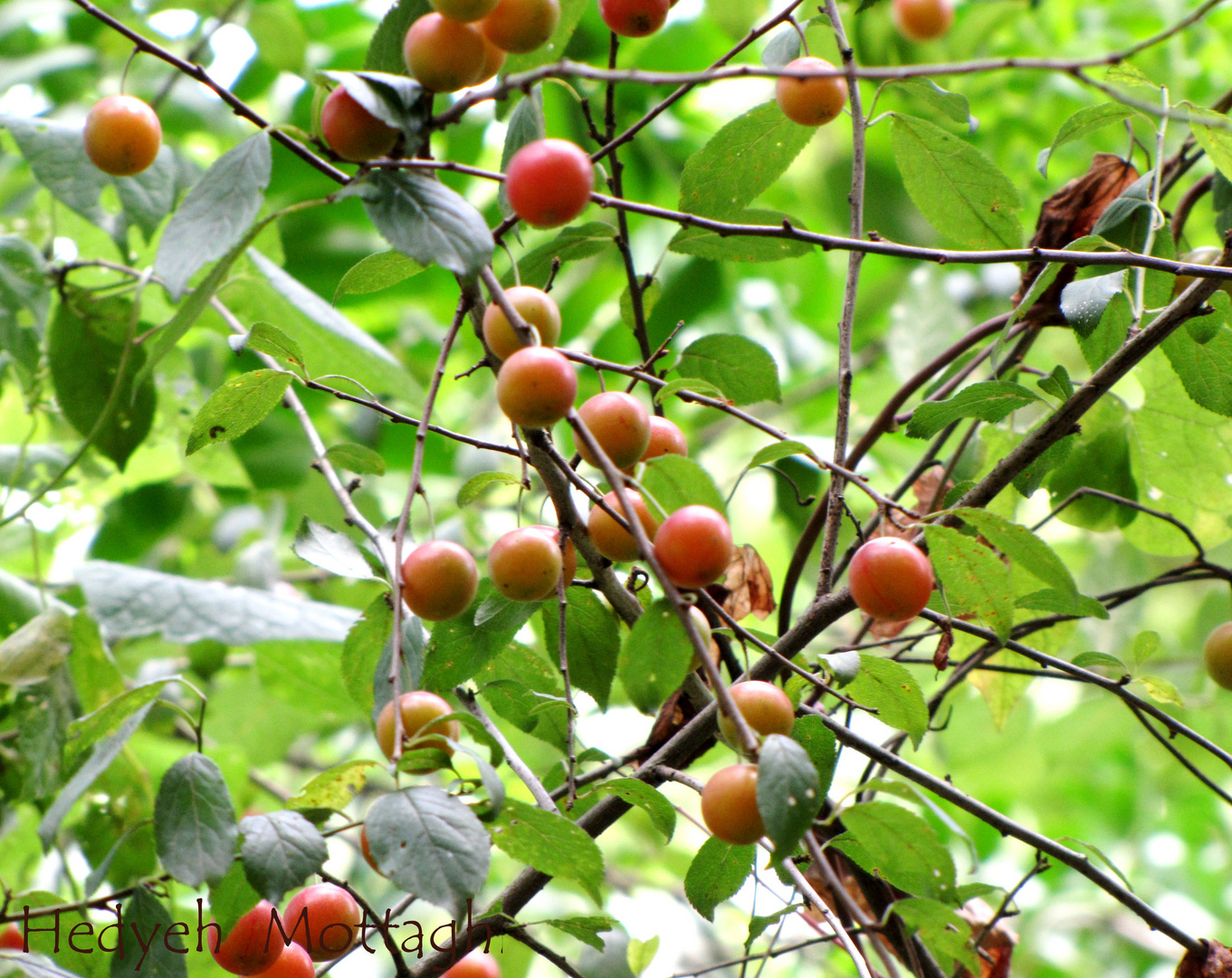 fruits