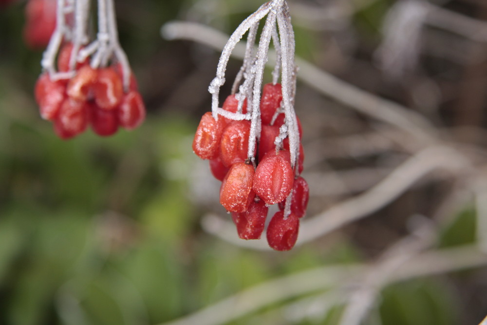 fruits givrés