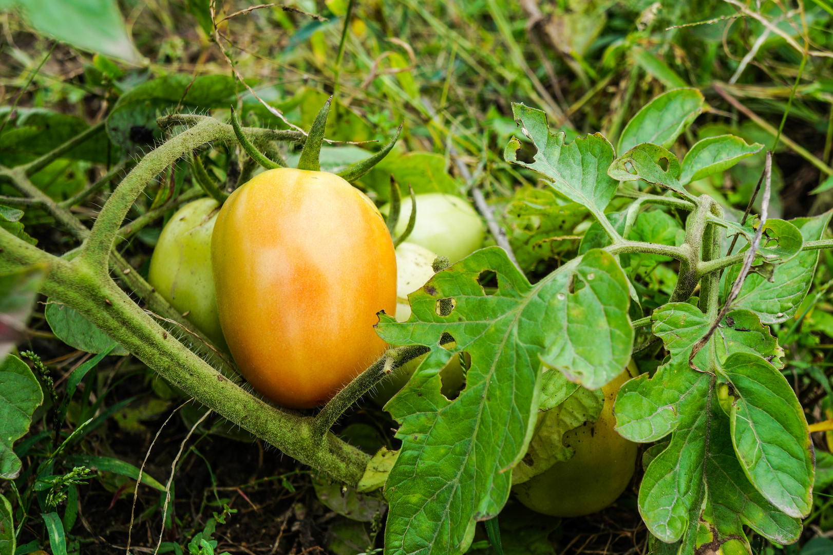  Fruits in the field