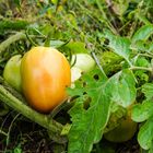  Fruits in the field