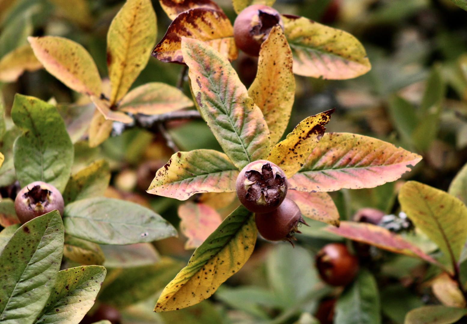 ...fruits inconnus !!!...