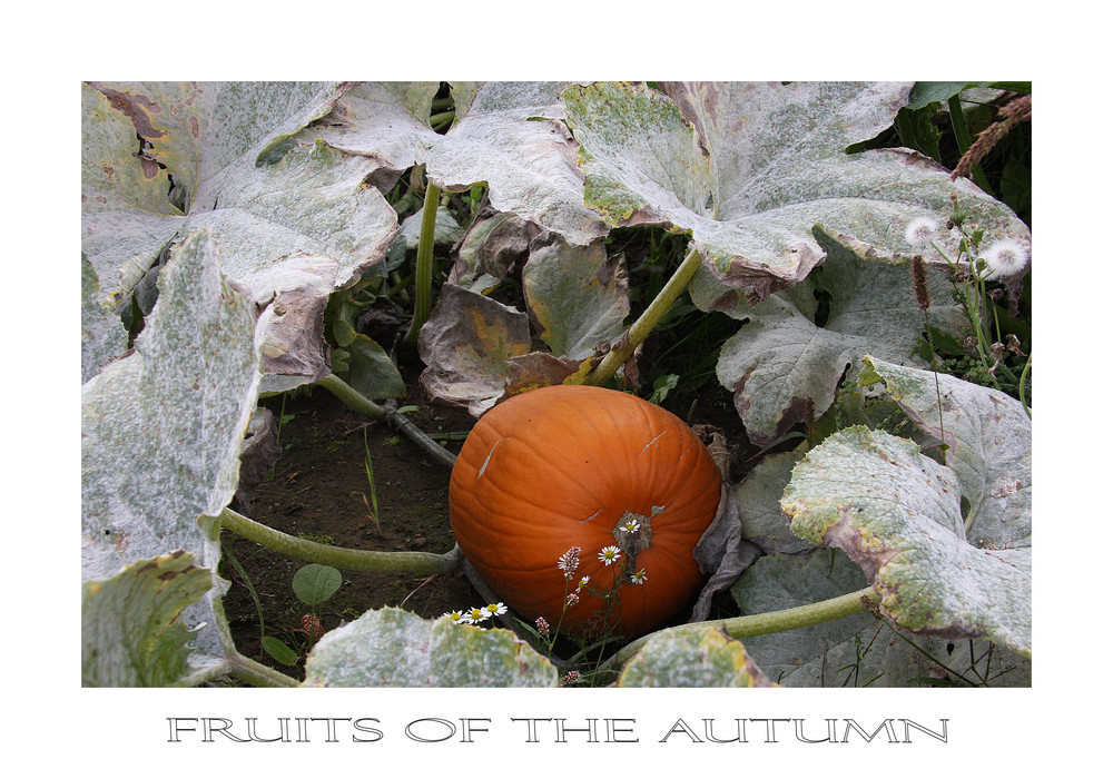 FRUITS OF THE AUTUMN