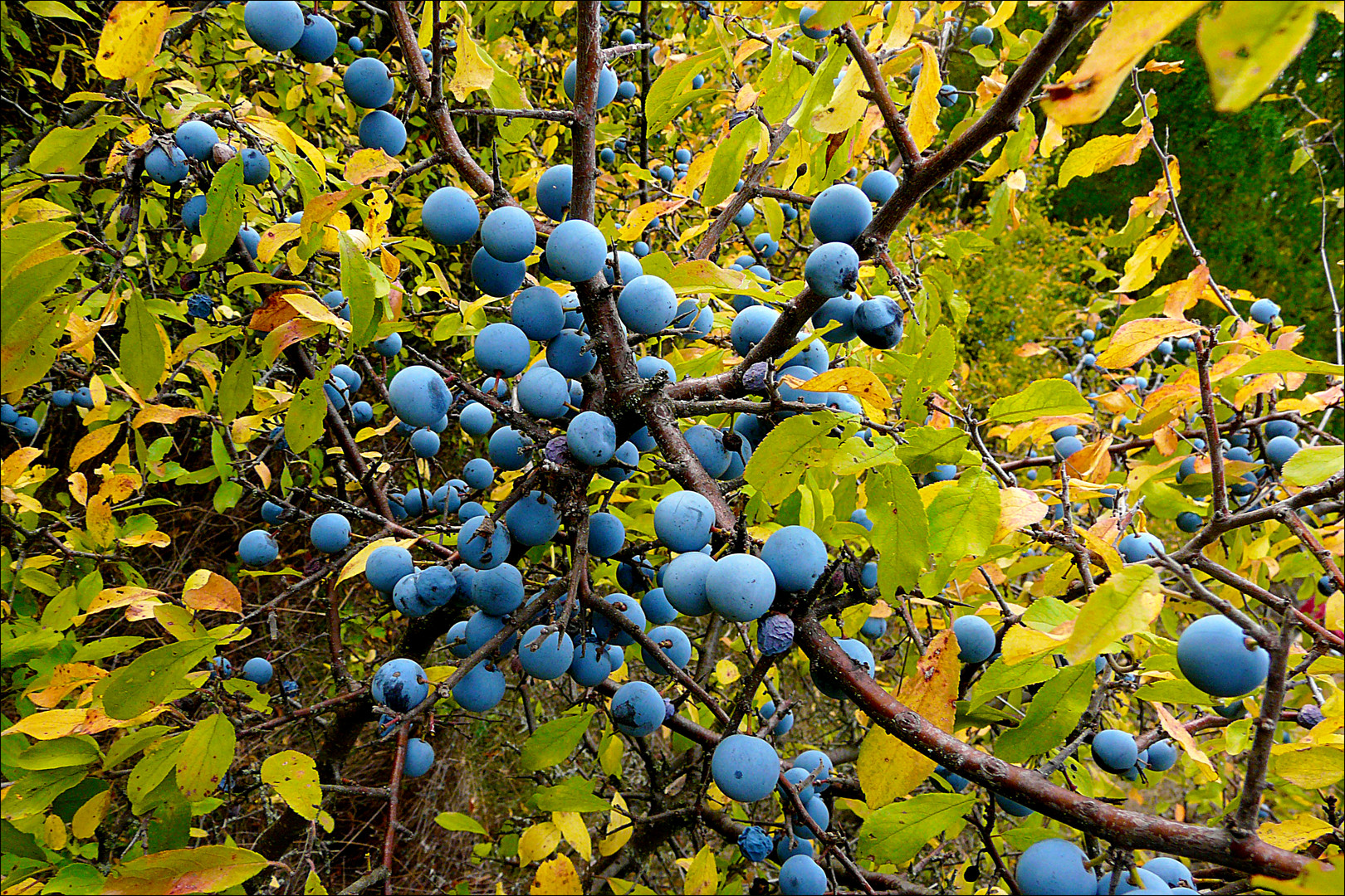 Fruits of the forest I