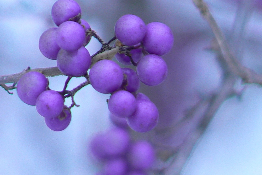 fruits of winter