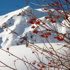 Fruits rouges