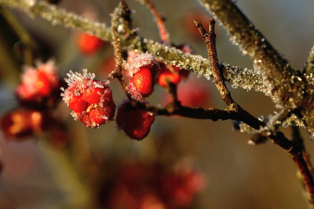 fruits rouges 