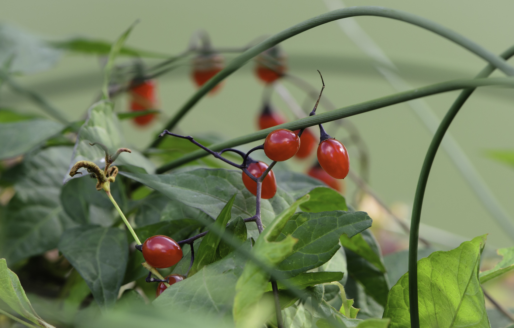 fruits rouges d'automne