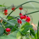 fruits rouges d'automne