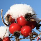 Fruits sous neige