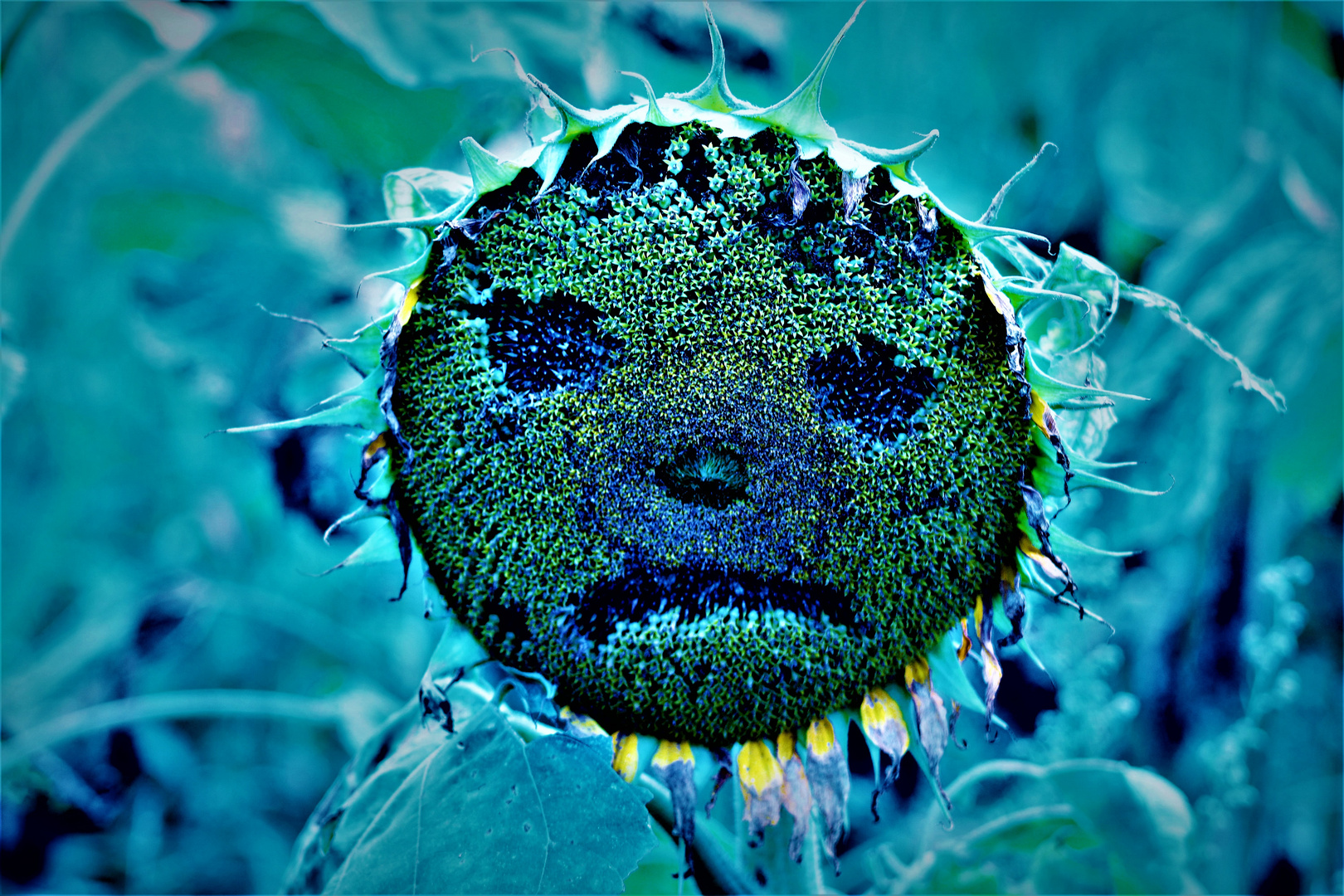 Frustriertes Sonnenblümchen zum Montag