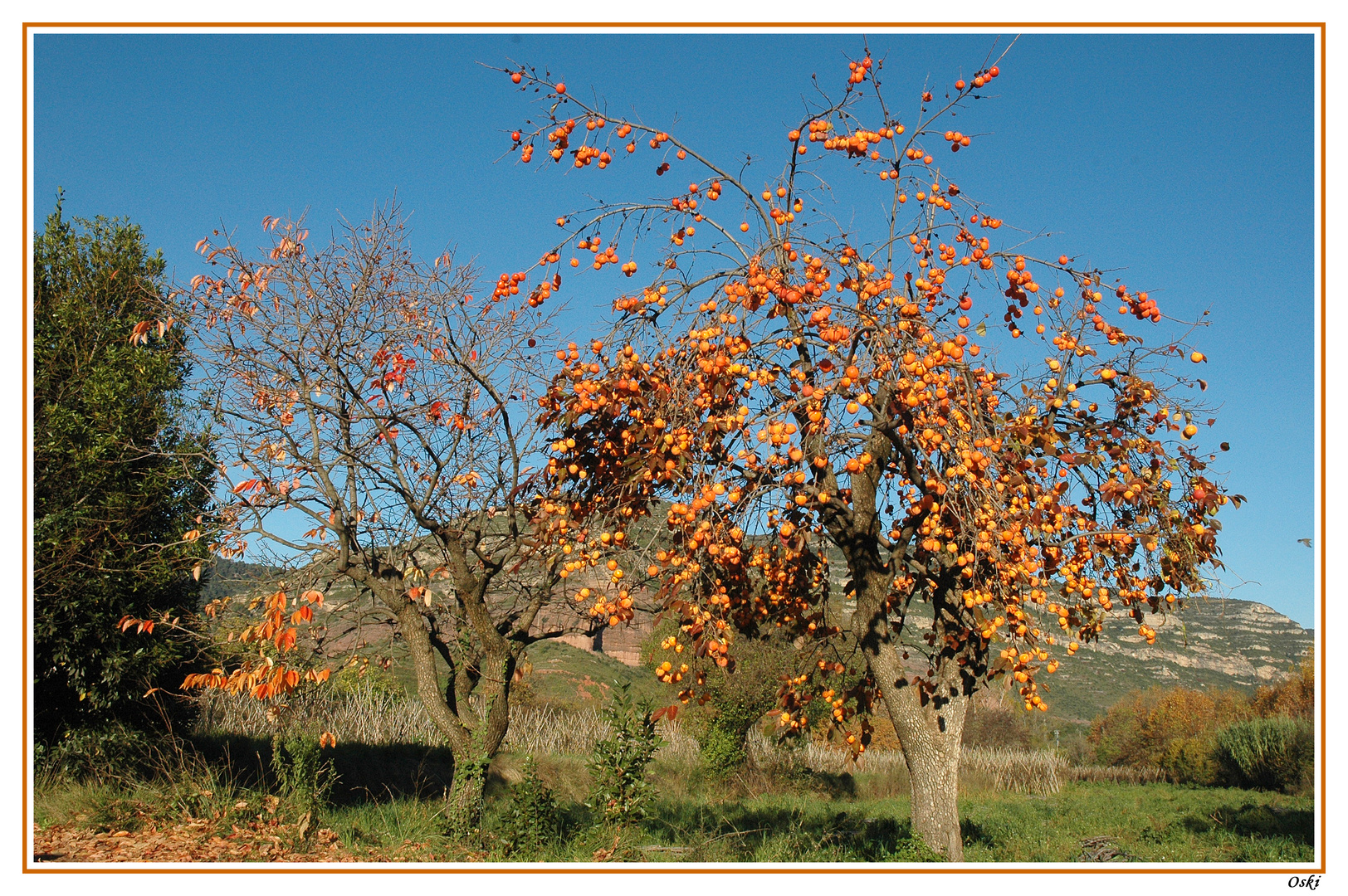 FRUTA DE OTOÑO