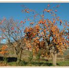 FRUTA DE OTOÑO