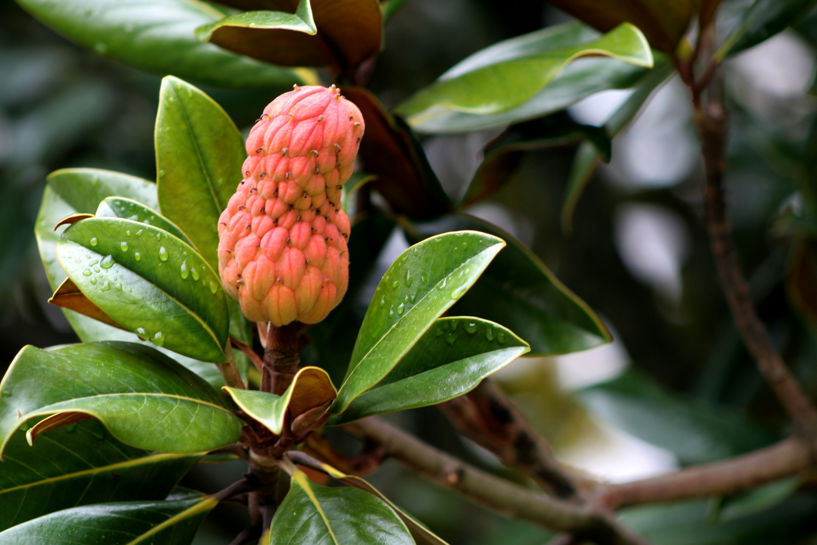 Fruta del bosque