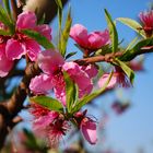 FRUTALES EN FLOR