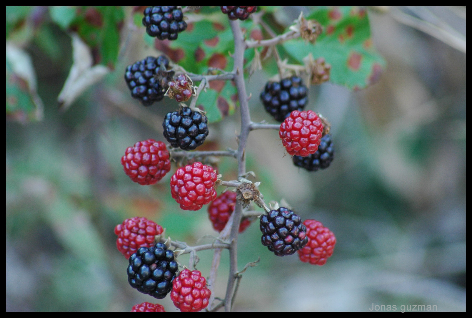 Frutas silvestres