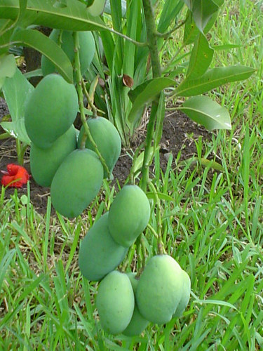 Frutas Tropicales, La Ilusion, Zacatecoluca, El Salvador