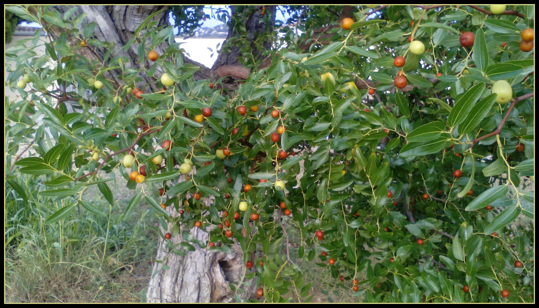 Frutas y hojas 