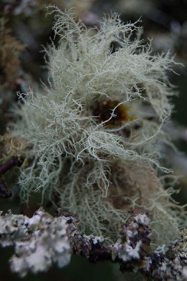 Fruticose Lichen