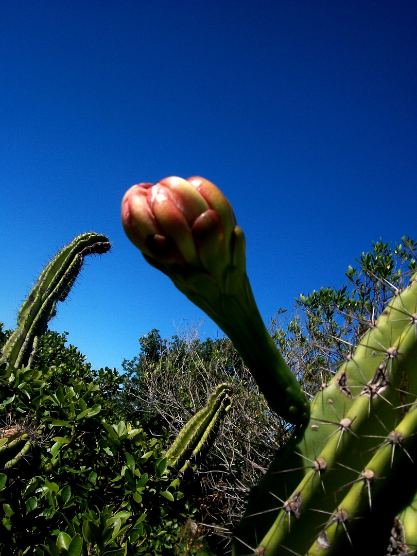 Fruto de cuchilla rocosa.