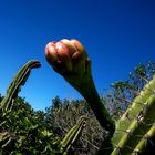 Fruto de cuchilla rocosa.