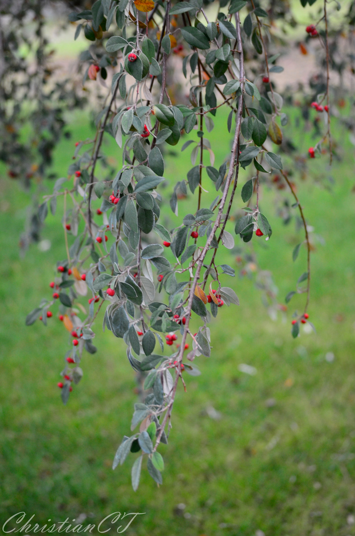 Fruto de Invierno