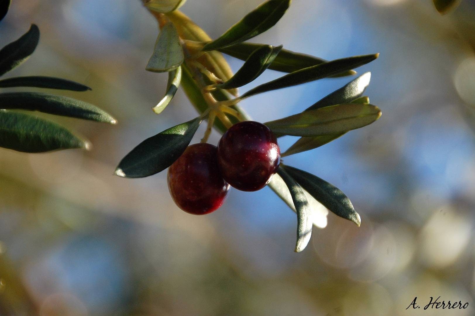 Fruto de invierno