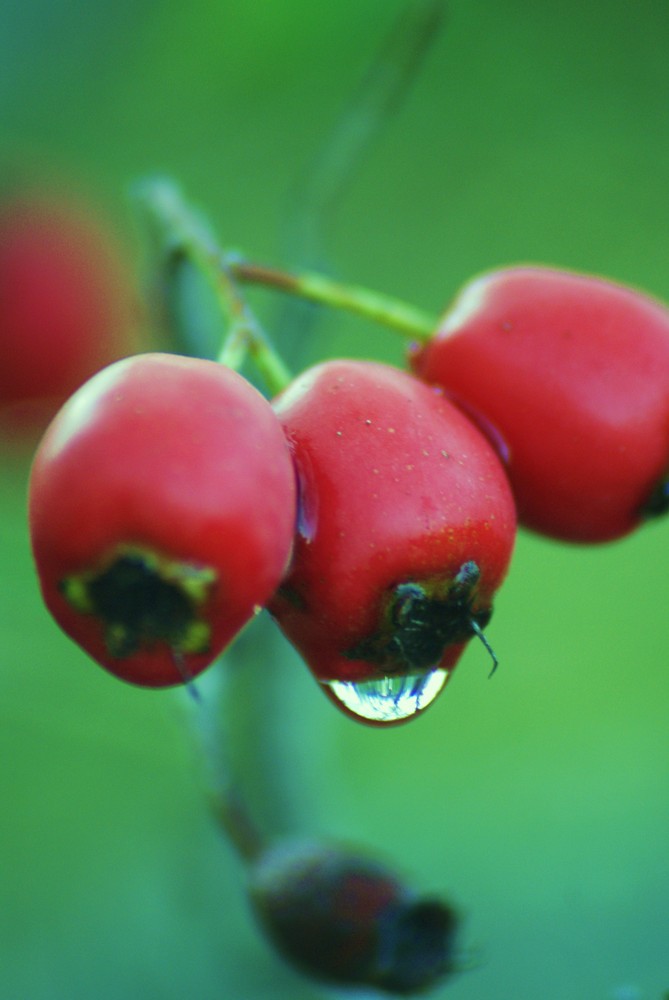 fruto del bosque