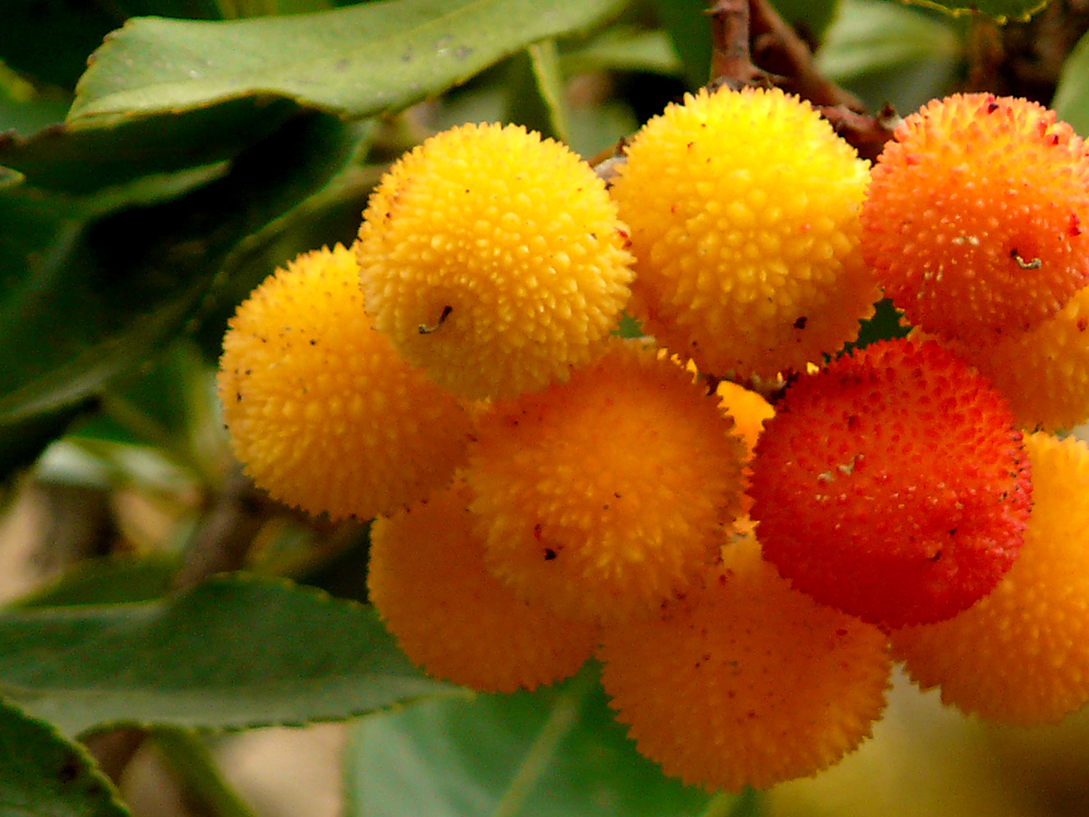 Fruto del madroño Imagen & Foto frutos y semillas, plantas Fruto del madroño Imagen & Foto frutos y semillas, plantas