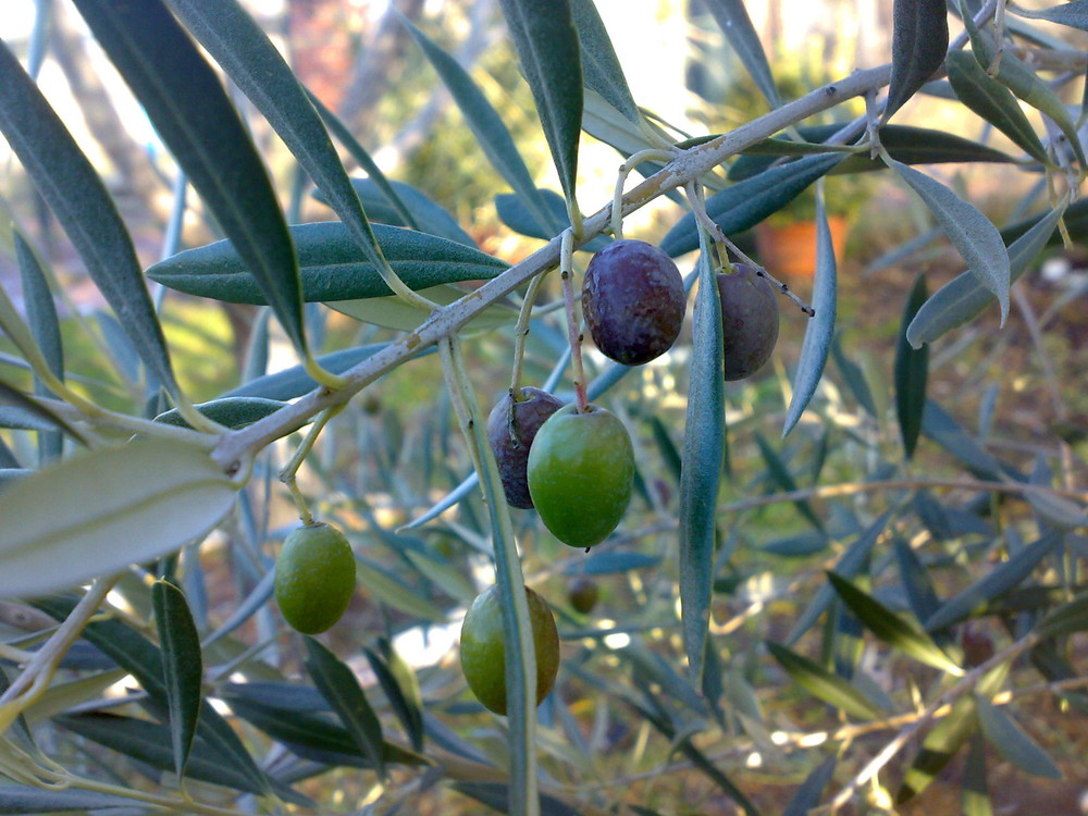 FRUTO DEL OLIVO