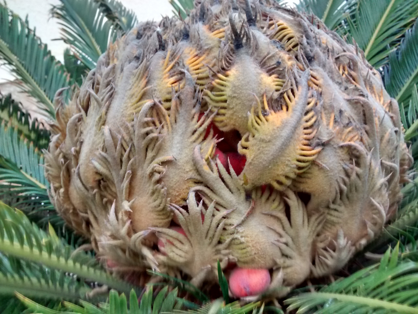 Fruto semilla de Cyca Revoluta , Sagu , falsa palmera , ojo Toxico !