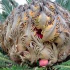 Fruto semilla de Cyca Revoluta , Sagu , falsa palmera , ojo Toxico !