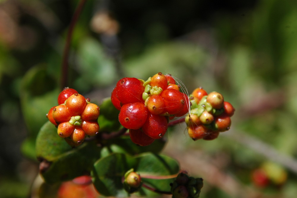 Fruto silvestre