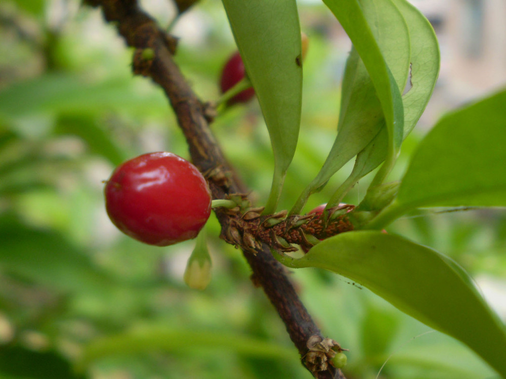 fruto y hoja de COCA