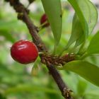 fruto y hoja de COCA