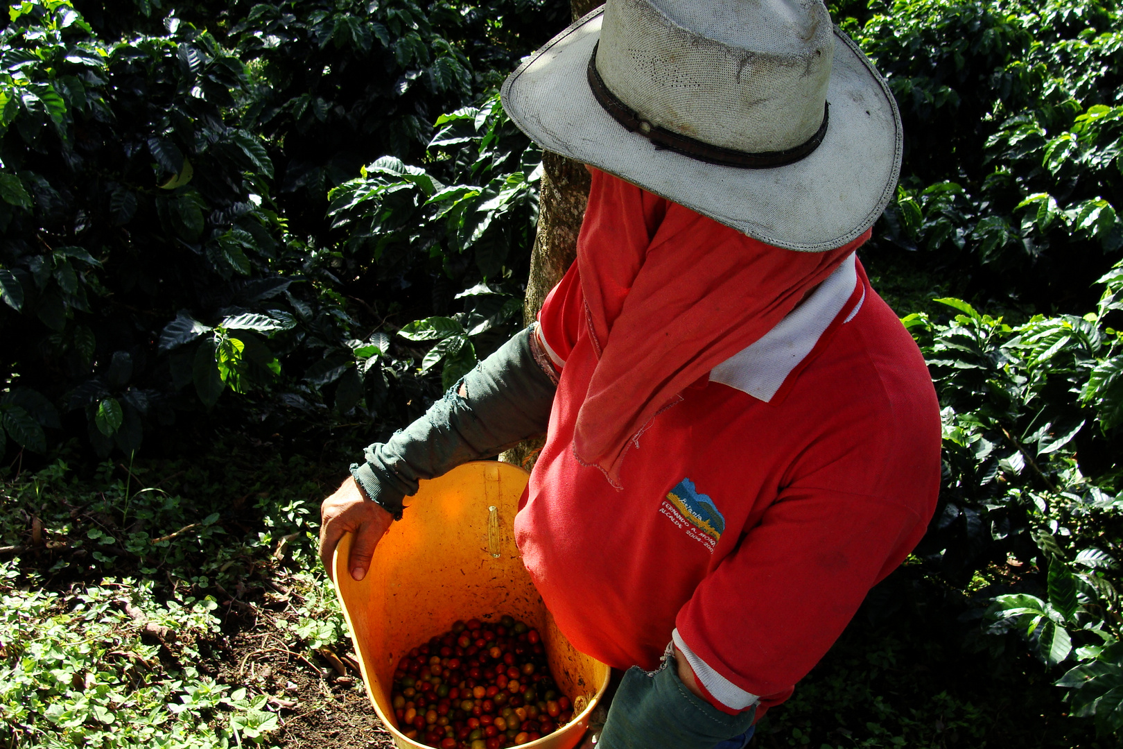 Frutos cosechados