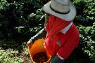 Frutos cosechados de Juangiga 