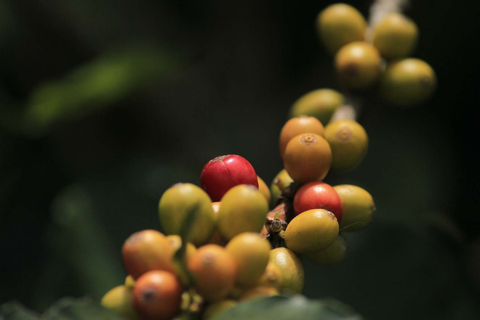 Frutos de café sin aroma de café