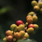 Frutos de café sin aroma de café