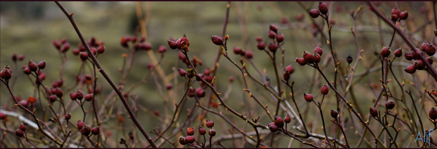 Frutos de la Rosa Canina