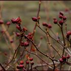 Frutos de la Rosa Canina